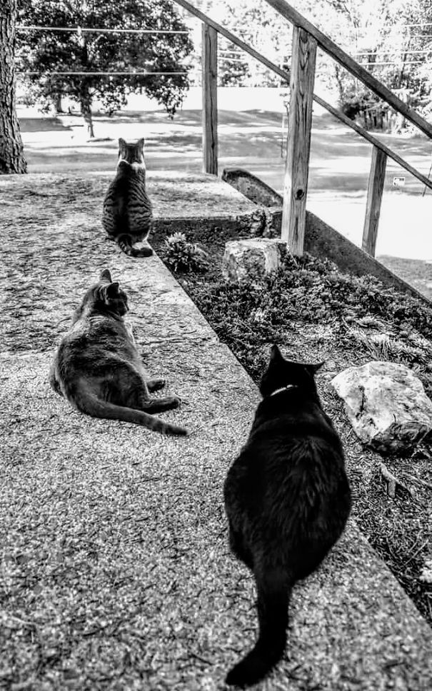 Our Babies Waiting For There Daddy To Get Home From Work. They Do This Every Workday.