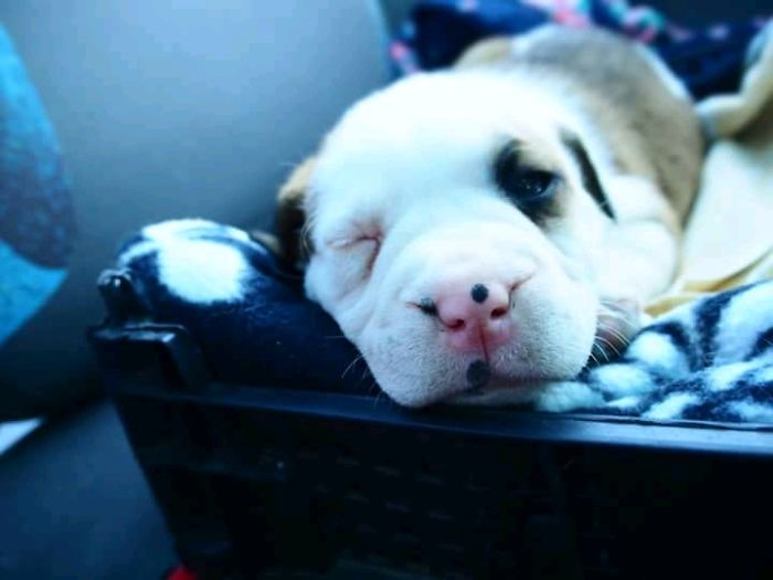 Buka On Her Way Home Two Years Ago