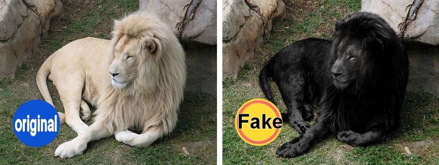Fake Images Are Widespread On Social Networks (Part 1) Fake Images Are Widespread On Social Networks (Part 1)