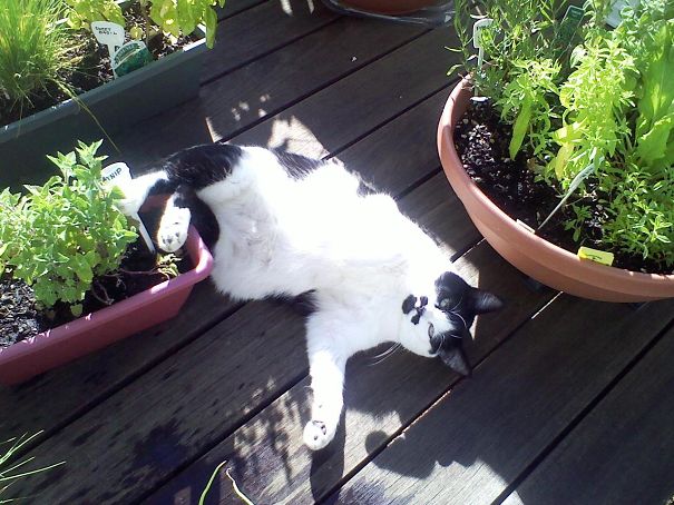 Fifi Got Into The Catnip And She Got Stoned!