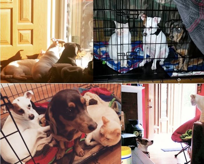 My Cat Fitz Thinks Hes One Of The Dogs.