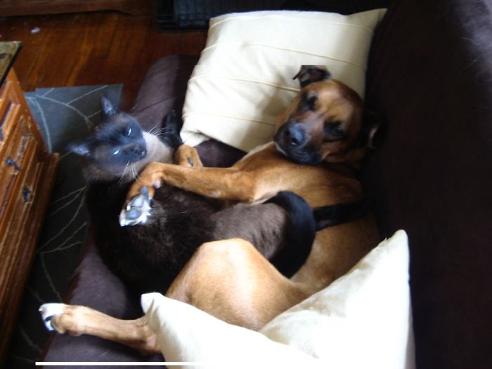 Flipper The Kitty + Sketch The Big Dog = Welcome To The Snuggle Dome