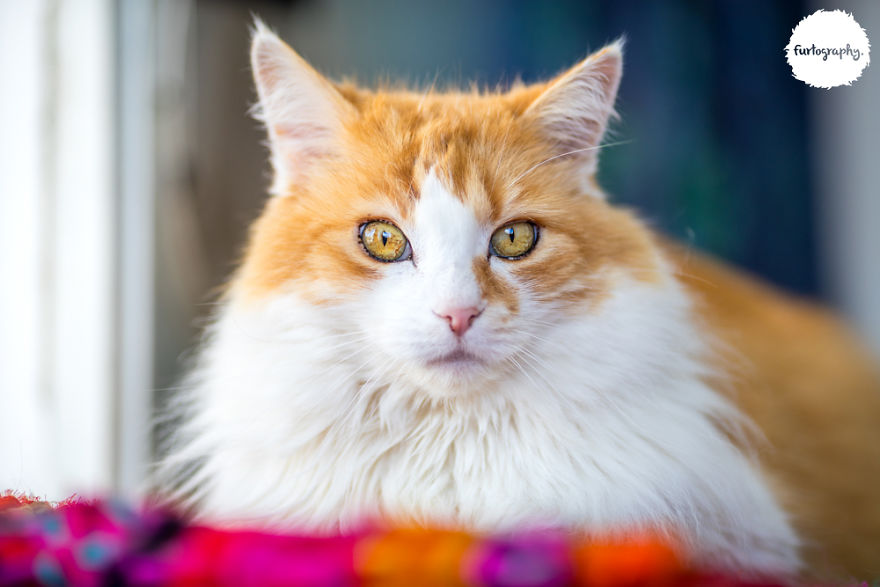 7 Years After Major Nz Earthquake, The 'Unknown Cat' I Wrote About In Quake Cats Book Is Found Alive & Well, Fully Recovered From Horrific Injuries. This Is His Story