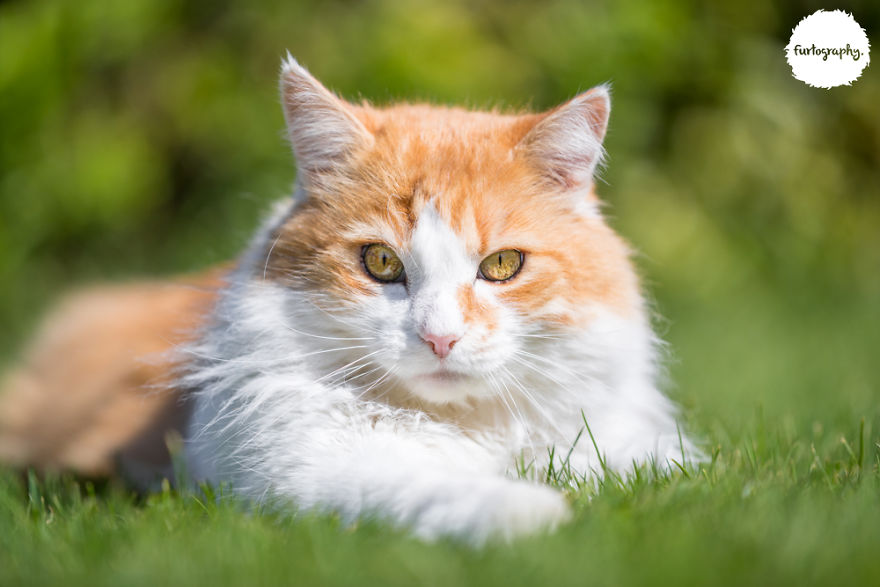 7 Years After Major Nz Earthquake, The 'Unknown Cat' I Wrote About In Quake Cats Book Is Found Alive & Well, Fully Recovered From Horrific Injuries. This Is His Story