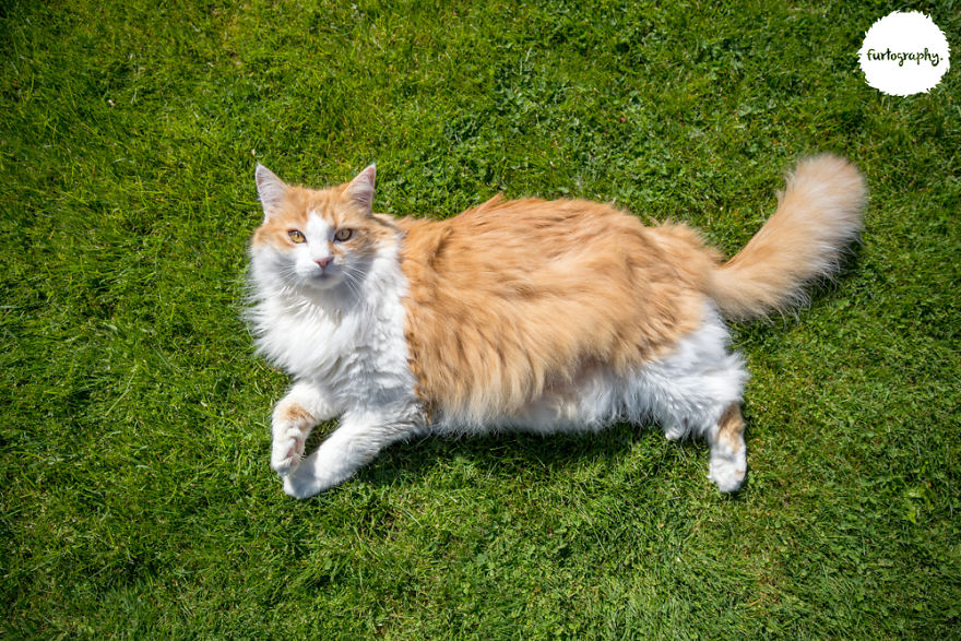 7 Years After Major Nz Earthquake, The 'Unknown Cat' I Wrote About In Quake Cats Book Is Found Alive & Well, Fully Recovered From Horrific Injuries. This Is His Story