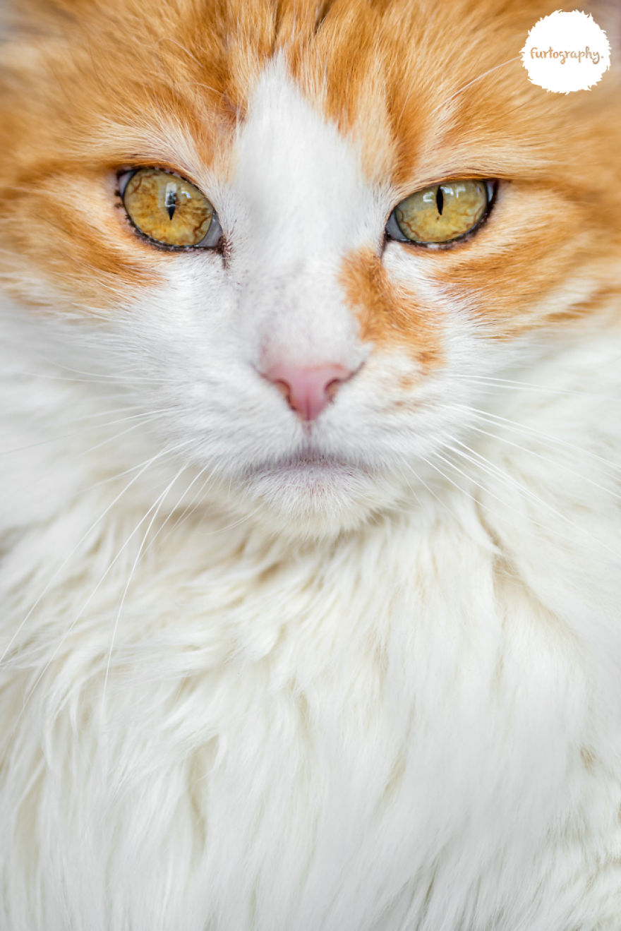 7 Years After Major Nz Earthquake, The 'Unknown Cat' I Wrote About In Quake Cats Book Is Found Alive & Well, Fully Recovered From Horrific Injuries. This Is His Story 7 Years After Major Nz Earthquake, The 'Unknown Cat' I Wrote About In Quake Cats Book Is Found Alive & Well, Fully Recovered From Horrific Injuries. This Is His Story