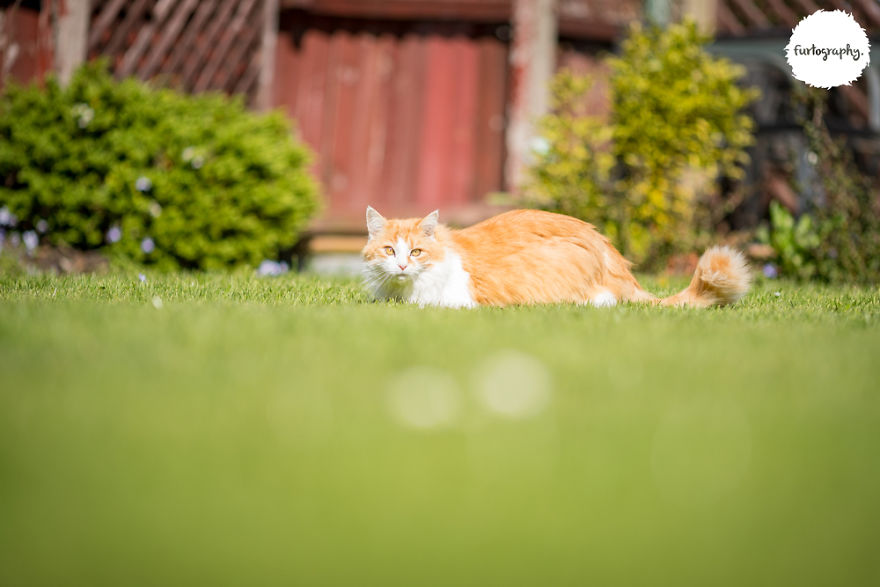 7 Years After Major Nz Earthquake, The 'Unknown Cat' I Wrote About In Quake Cats Book Is Found Alive & Well, Fully Recovered From Horrific Injuries. This Is His Story 7 Years After Major Nz Earthquake, The 'Unknown Cat' I Wrote About In Quake Cats Book Is Found Alive & Well, Fully Recovered From Horrific Injuries. This Is His Story