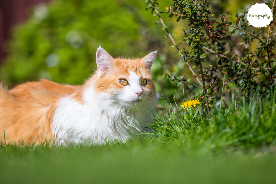 7 Years After Major Nz Earthquake, The 'Unknown Cat' I Wrote About In Quake Cats Book Is Found Alive & Well, Fully Recovered From Horrific Injuries. This Is His Story 7 Years After Major Nz Earthquake, The 'Unknown Cat' I Wrote About In Quake Cats Book Is Found Alive & Well, Fully Recovered From Horrific Injuries. This Is His Story