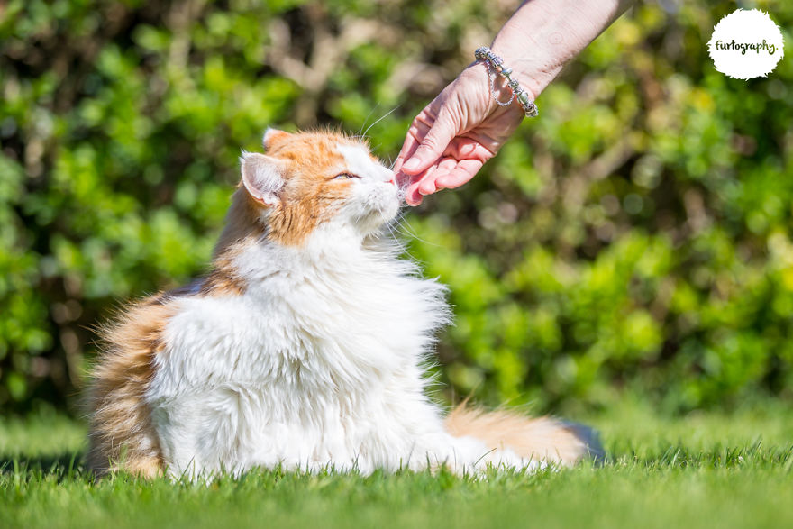 7 Years After Major Nz Earthquake, The 'Unknown Cat' I Wrote About In Quake Cats Book Is Found Alive & Well, Fully Recovered From Horrific Injuries. This Is His Story 7 Years After Major Nz Earthquake, The 'Unknown Cat' I Wrote About In Quake Cats Book Is Found Alive & Well, Fully Recovered From Horrific Injuries. This Is His Story