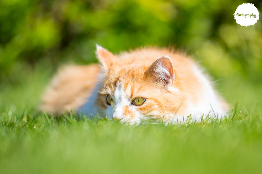 7 Years After Major Nz Earthquake, The 'Unknown Cat' I Wrote About In Quake Cats Book Is Found Alive & Well, Fully Recovered From Horrific Injuries. This Is His Story