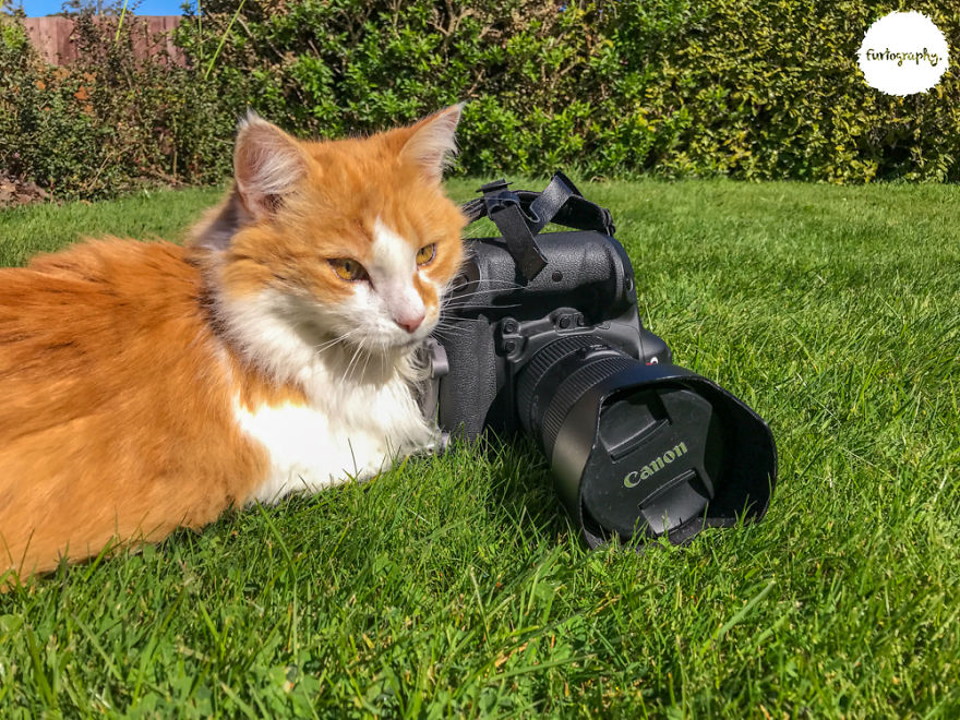 7 Years After Major Nz Earthquake, The 'Unknown Cat' I Wrote About In Quake Cats Book Is Found Alive & Well, Fully Recovered From Horrific Injuries. This Is His Story 7 Years After Major Nz Earthquake, The 'Unknown Cat' I Wrote About In Quake Cats Book Is Found Alive & Well, Fully Recovered From Horrific Injuries. This Is His Story