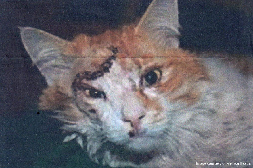 7 Years After Major Nz Earthquake, The 'Unknown Cat' I Wrote About In Quake Cats Book Is Found Alive & Well, Fully Recovered From Horrific Injuries. This Is His Story 7 Years After Major Nz Earthquake, The 'Unknown Cat' I Wrote About In Quake Cats Book Is Found Alive & Well, Fully Recovered From Horrific Injuries. This Is His Story