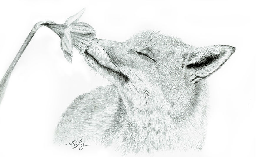 I Draw Animals With A Mechanical Pencil