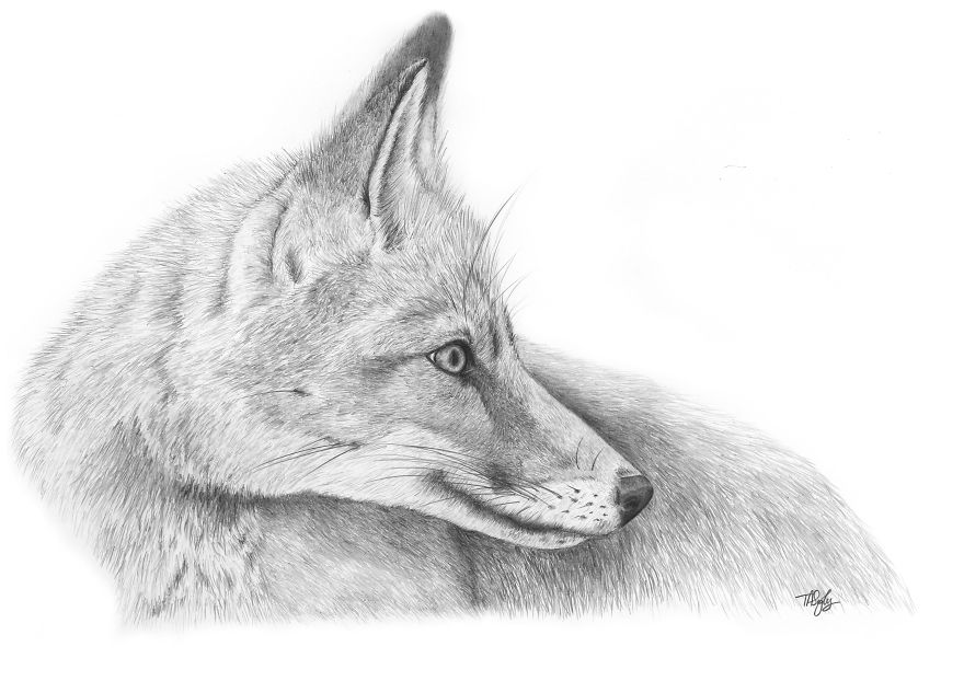 I Draw Animals With A Mechanical Pencil