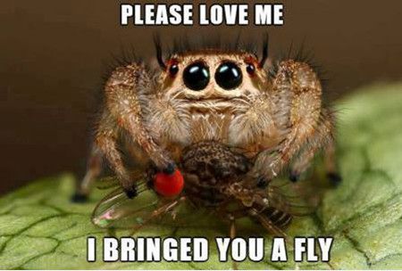 Funniest_Memes_please-love-me-i-bringed-you-a-fly_5012-59bc5c4aa4366.jpg