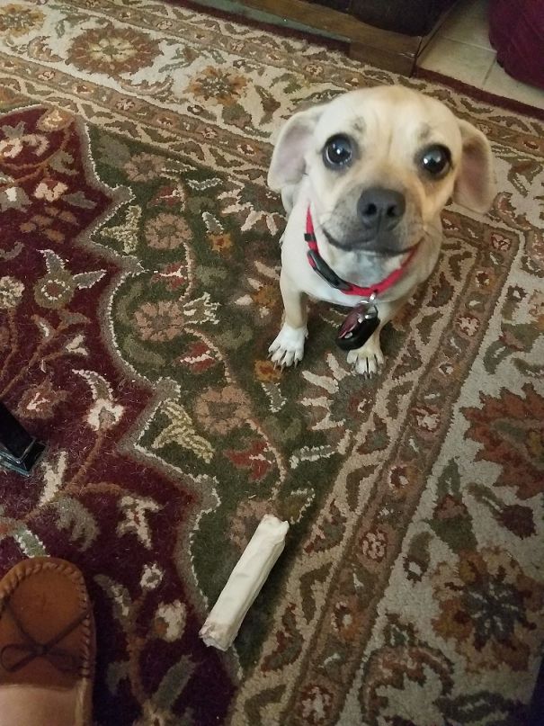 Dad's Dog Likes Me Better... She Offers To Share Her Bone.