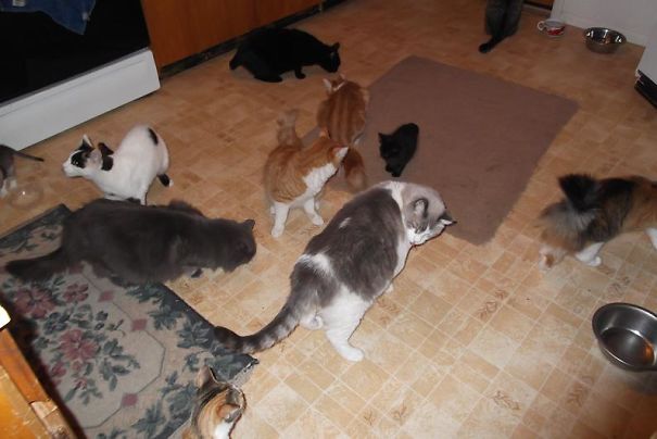 11 Of My 15 Waiting For Their Canned Food Treat. No Idea Where The Dog Is Lol.