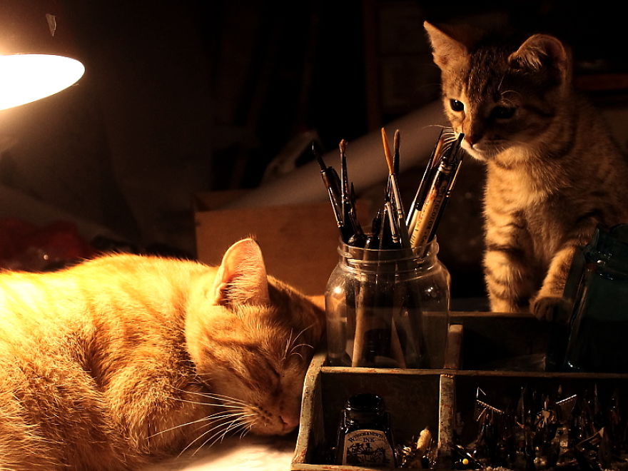 Helpful Paws In My Workshop #1