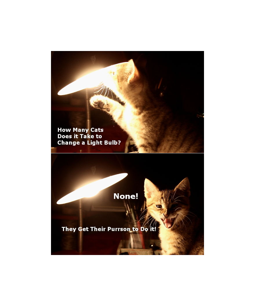 Helpful Paws In My Workshop #1