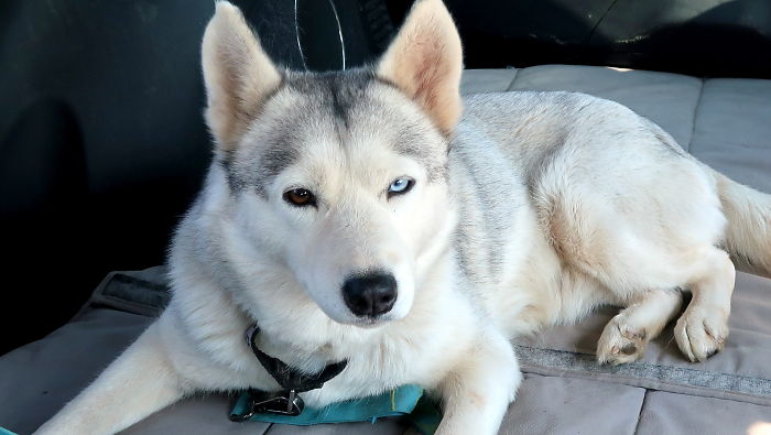 Husky Gets Second Chance At Life
