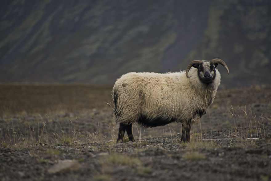 I Cannot Tell You How Beautiful Iceland Is. You Have 10+ Pictures To See It Yourself I Cannot Tell You How Beautiful Iceland Is. You Have 10+ Pictures To See It Yourself