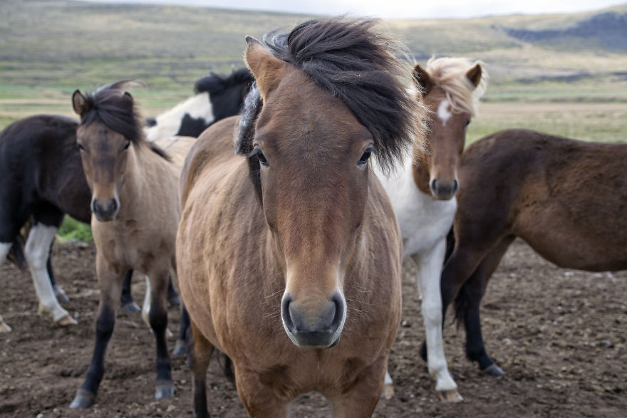 I Cannot Tell You How Beautiful Iceland Is. You Have 10+ Pictures To See It Yourself I Cannot Tell You How Beautiful Iceland Is. You Have 10+ Pictures To See It Yourself
