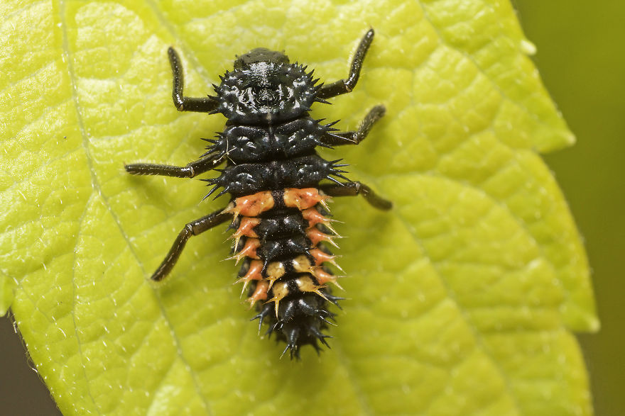 Lady Beetle Larva (Coccinellidae)