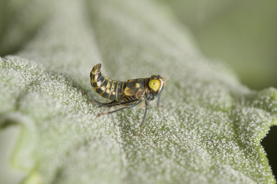 Leaphopper Nymph (Coelidia Olitoria)