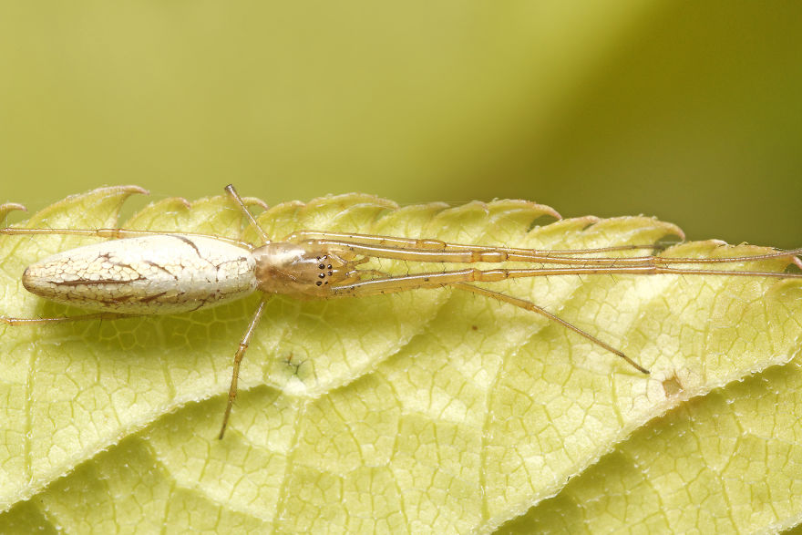 Long-Jawed Orb Weaver (Tetragnathidae)