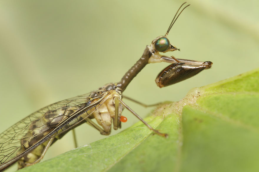 Mantidfly (Mantispidae)