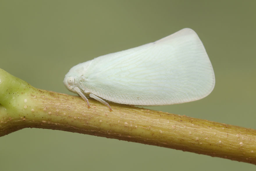 Northern Flatid Planthopper (Flatormenis Proxima)