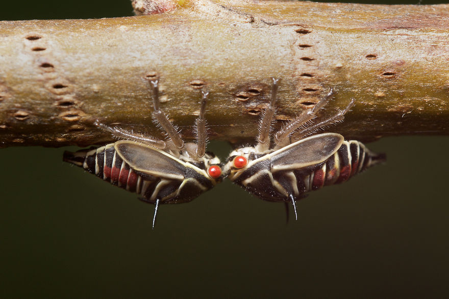Oak Treehopper Nymphs (Platycotis Vittata)