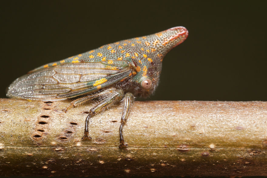 Oak Treehopper (Platycotis Vittata)
