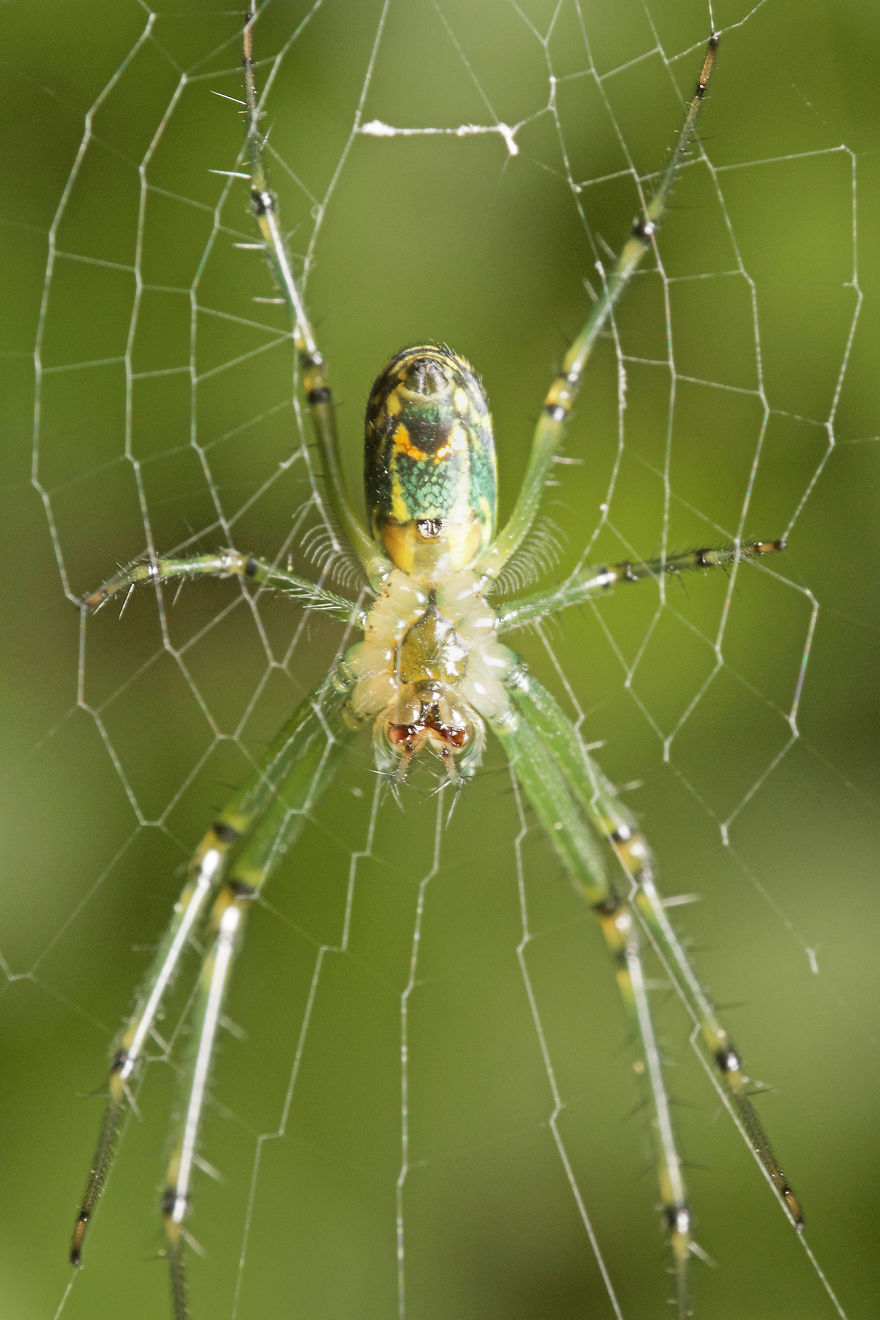 Orchard Orb Weaver (Leucauge Venusta)