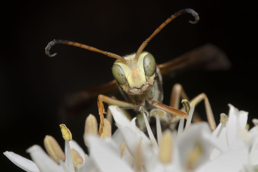 Paper Wasp (Polistinae)