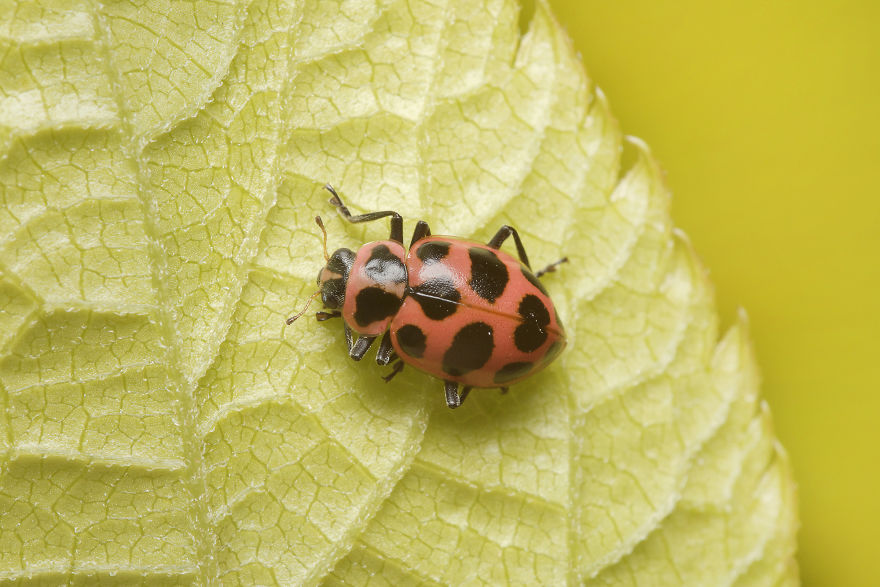 Spotted Lady Beetle (Coleomegilla Maculata)
