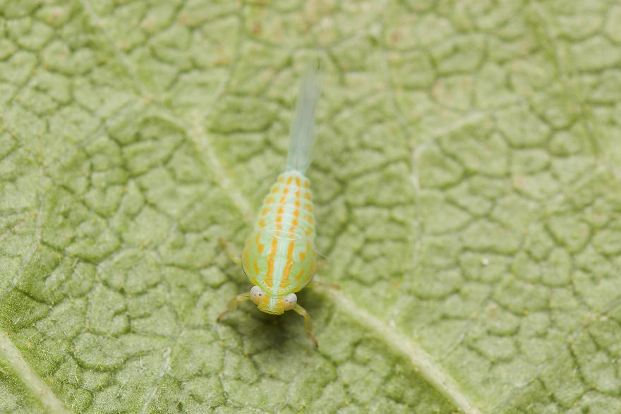Planthopper Nymph (Fulgoromorpha)