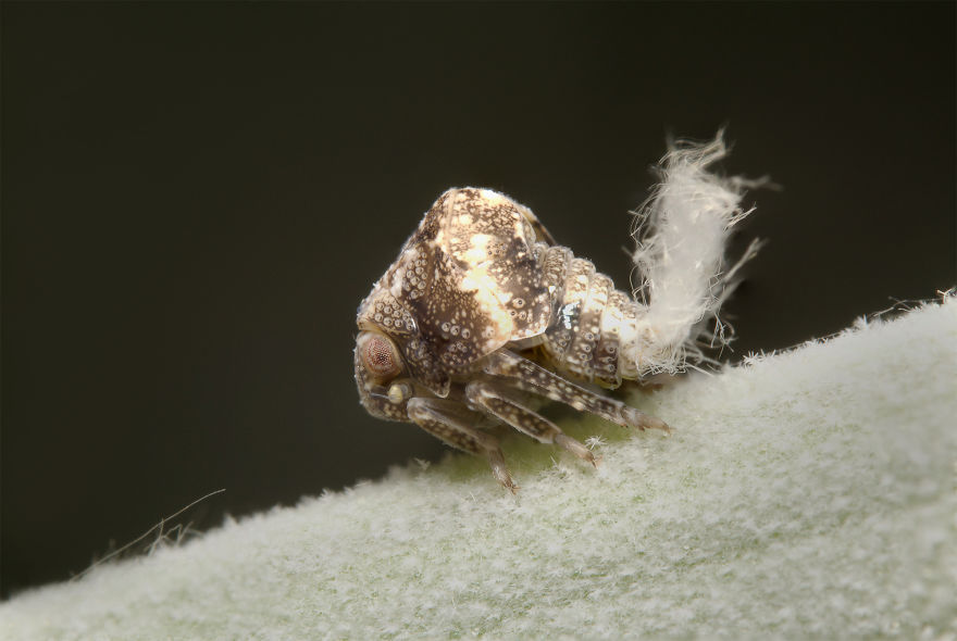 Two-Striped Planthopper Nymph (Acanalonia Bivittata)