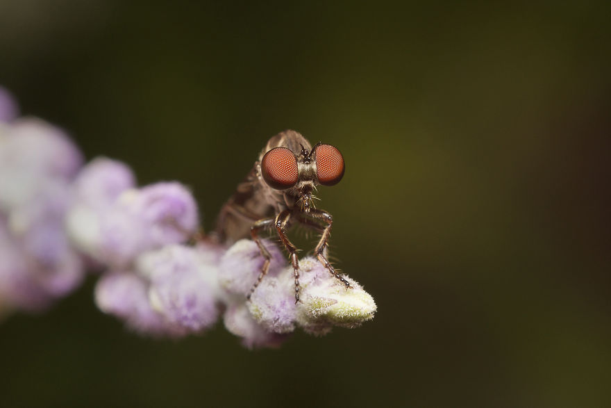 Robberfly (Asilidae)