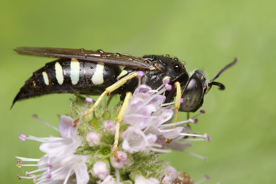 Sand Wasp (Bembicini)