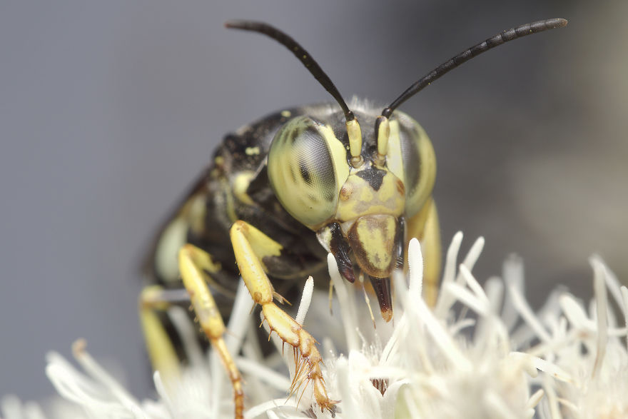 Sand Wasp (Bembicini)