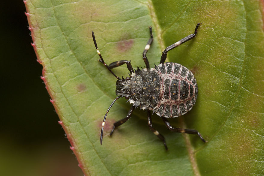 Stinkbug Nymph (Halyomorpha Halys)