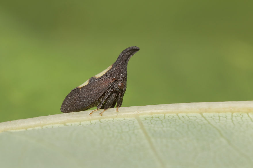 Two-Marker Treehopper (Enchenopa Binotata)