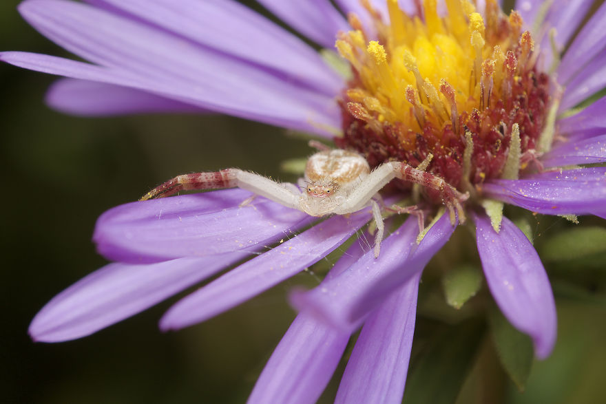 Crab Spider (Thomisidae)