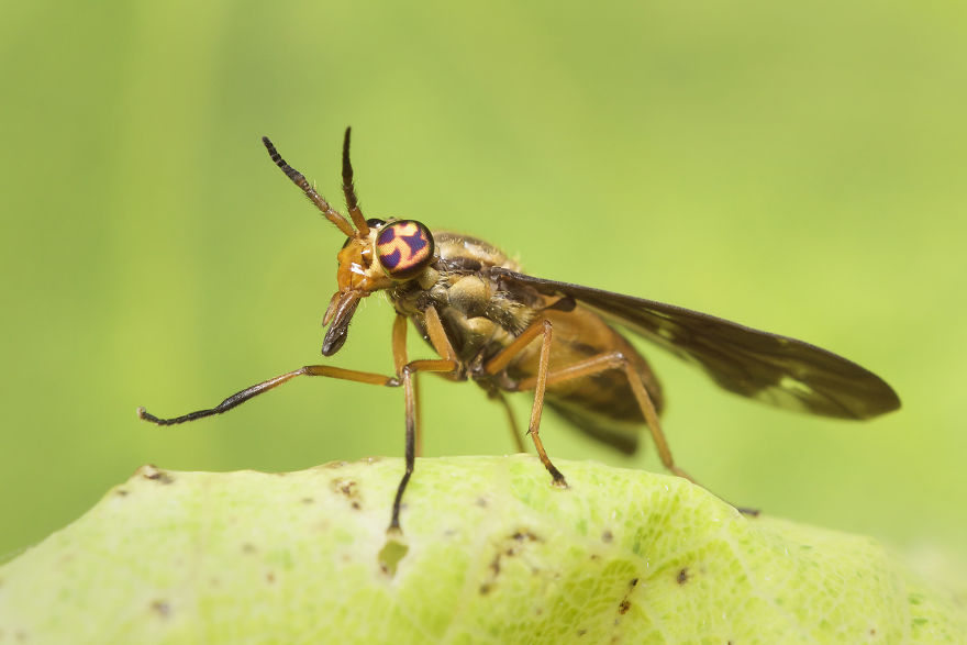 Deer Fly (Chrysops)