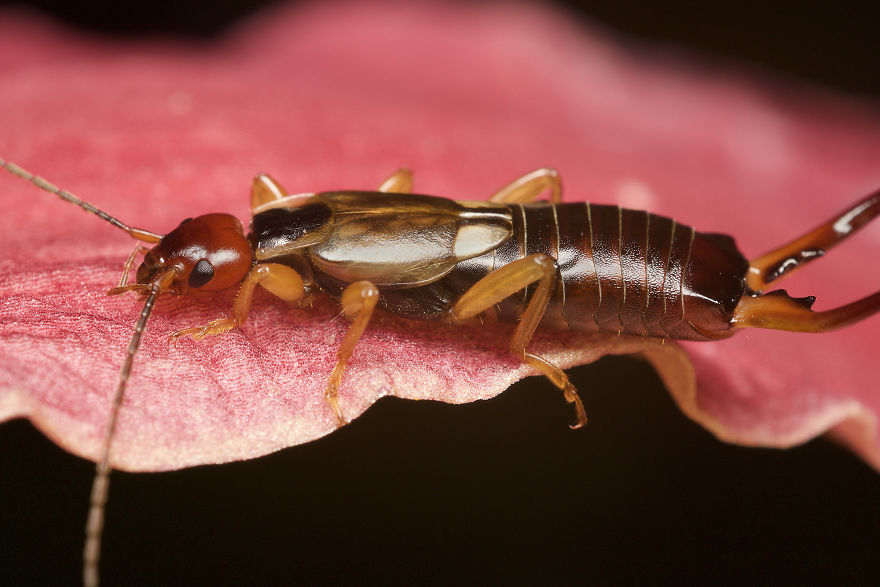 Earwig (Dermaptera)