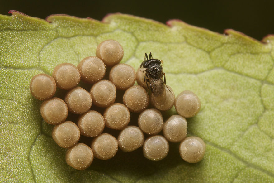 Parasitoid Wasp (Trissolcus) On Stinkbug Eggs