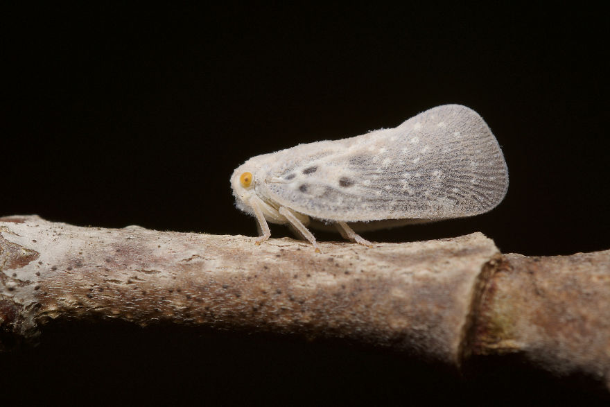 Citrus Flatid Planthopper (Metcalfa Pruinosa)