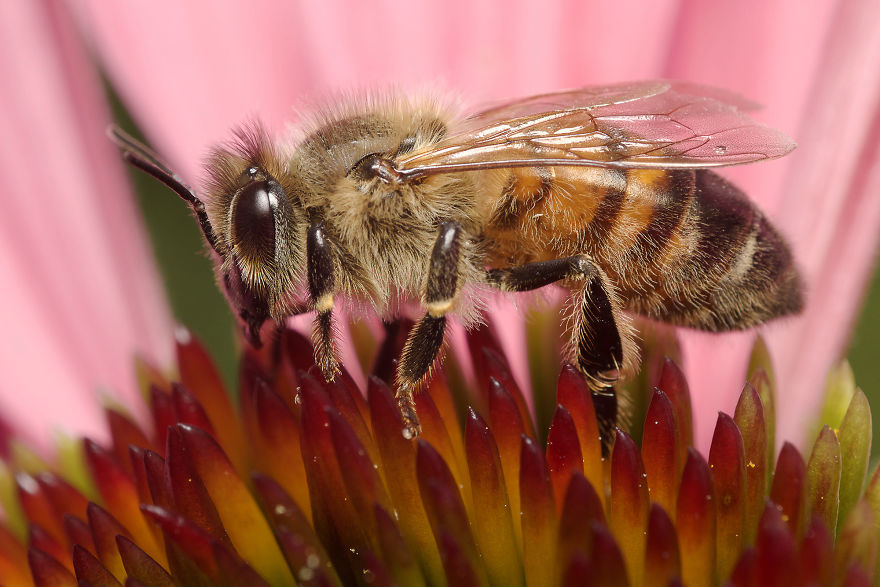 Honey Bee (Apis)