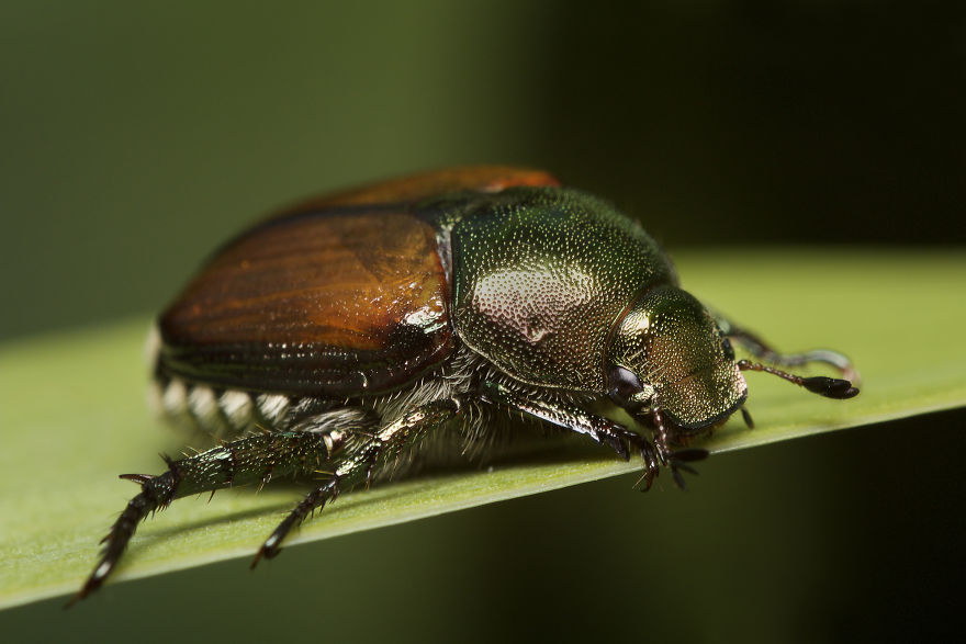 Japanese Beetle (Popillia Japonica)